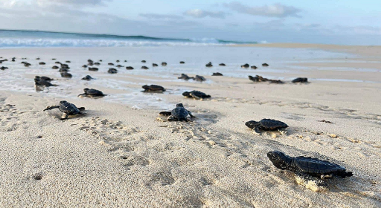 Thumbnail voor In het nestseizoen van  2022 zijn in Kaapverdië in totaal meer dan  114.000 ‘onechte’ karetschildpadden uitgekomen