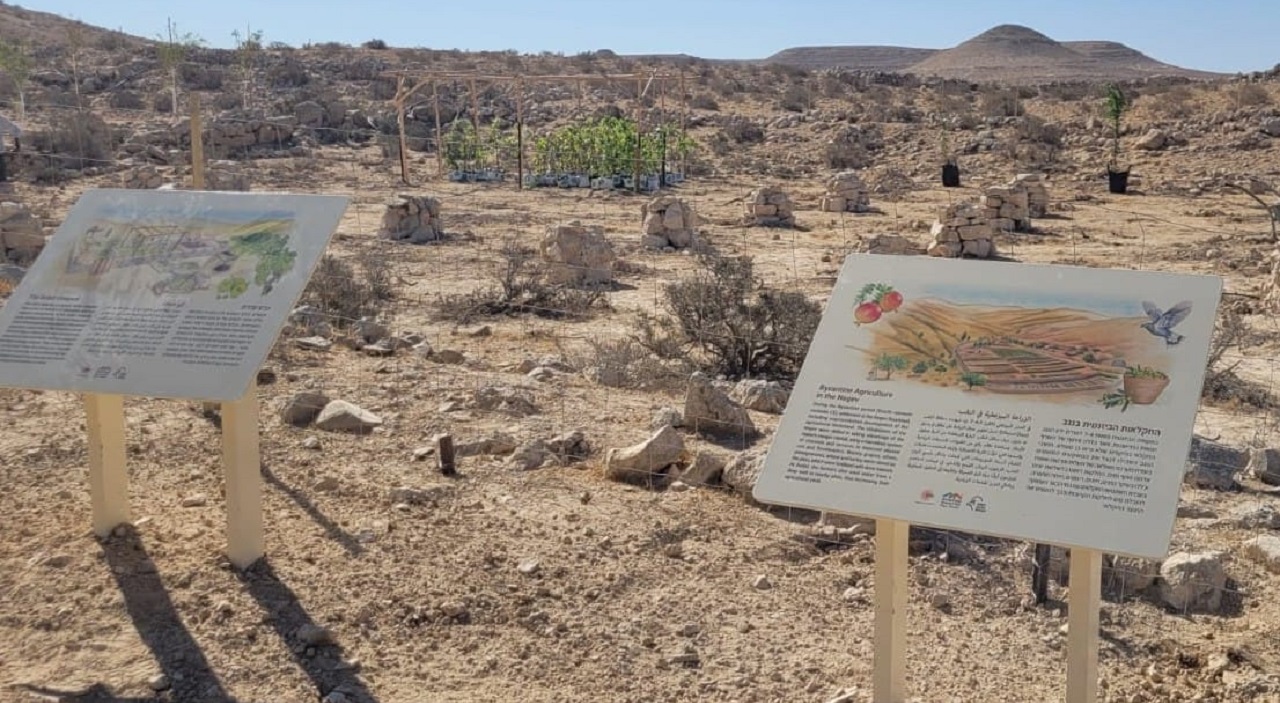 Thumbnail voor Voor het eerst in de moderne wereld: oude druivenrassen herleven in de Israëlische Negev woestijn