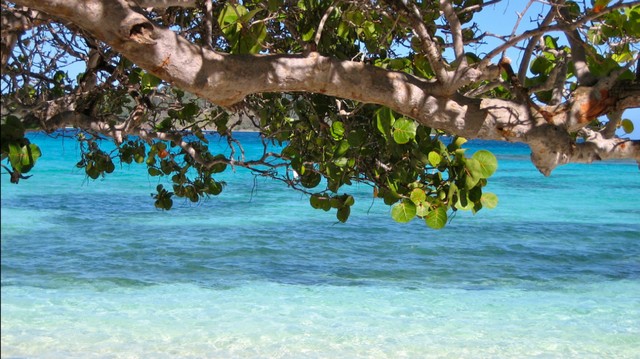 Thumbnail voor Win een studiereis naar Barbados met Travel Trend