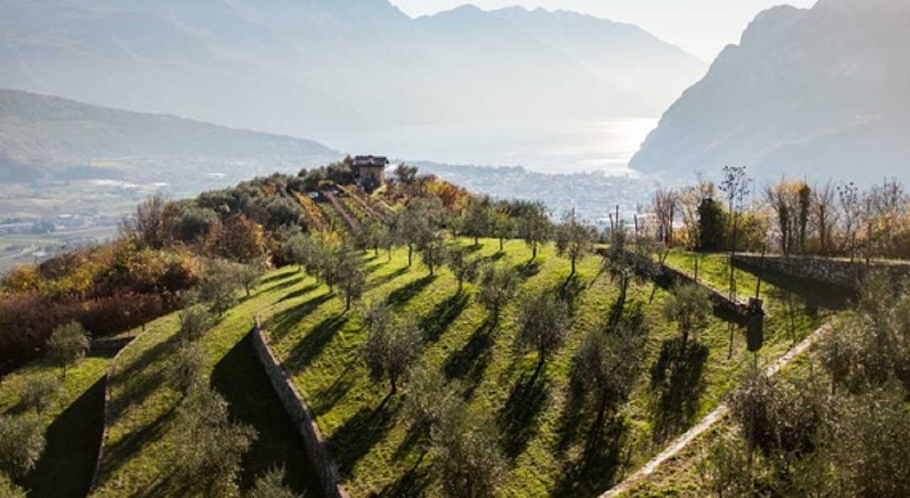 Thumbnail voor Trentino: de meest noordelijke olijfgaarden ter wereld