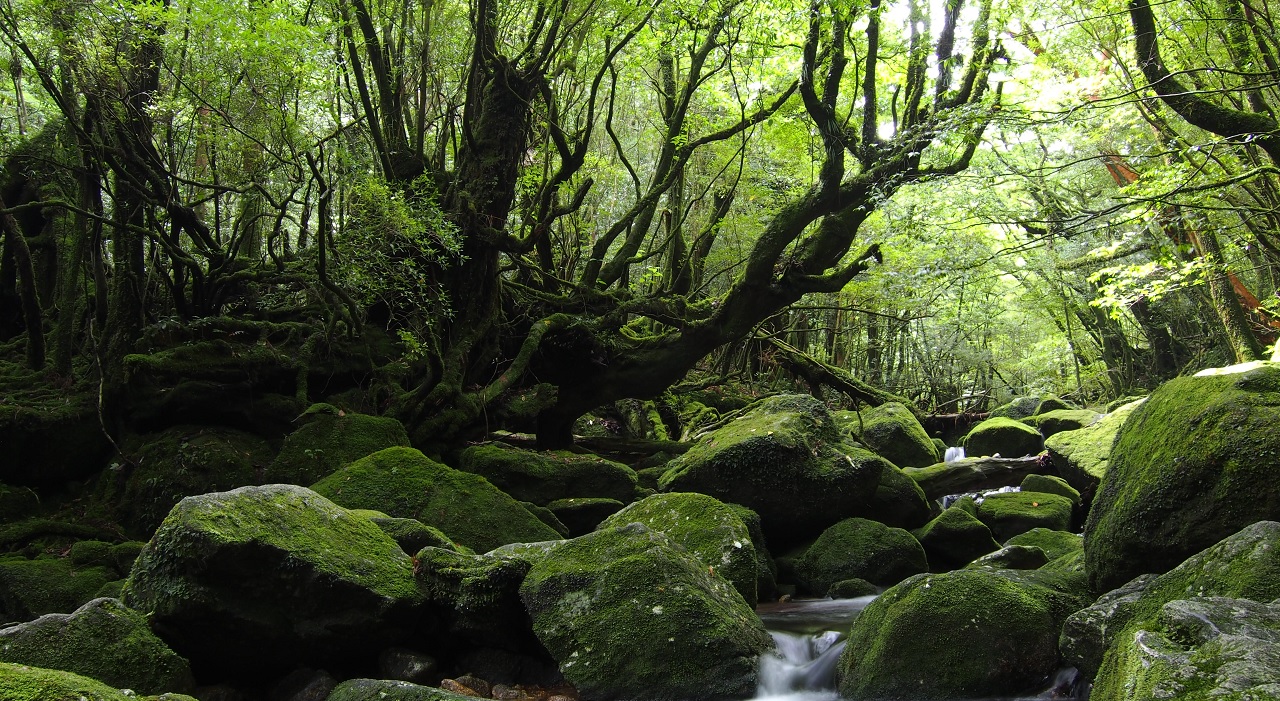 Thumbnail voor 5x duurzame reiservaringen in Japan