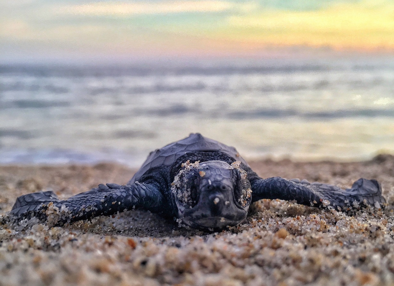 Thumbnail voor Schildpadden spotten Thailand: Dit zijn de beste plekken
