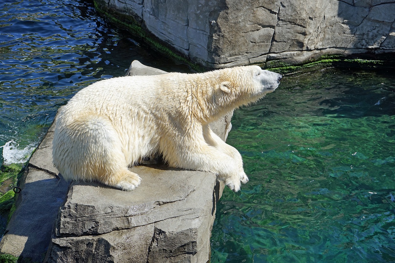 Thumbnail voor Chinees ‘ijsberenhotel’ opent met veel boekingen en kritiek