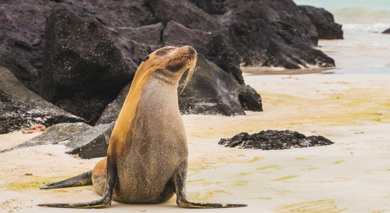 Thumbnail voor Meld je aan voor de famtrip naar de Galapagoseilanden met Avila Reizen