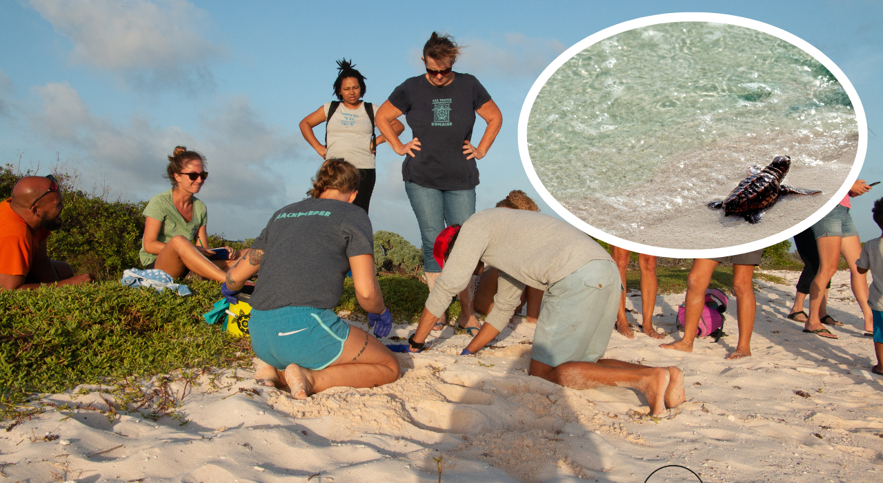 Thumbnail voor Sea Turtle Conservation Bonaire beschermt en onderzoekt zeeschildpadden op Bonaire
