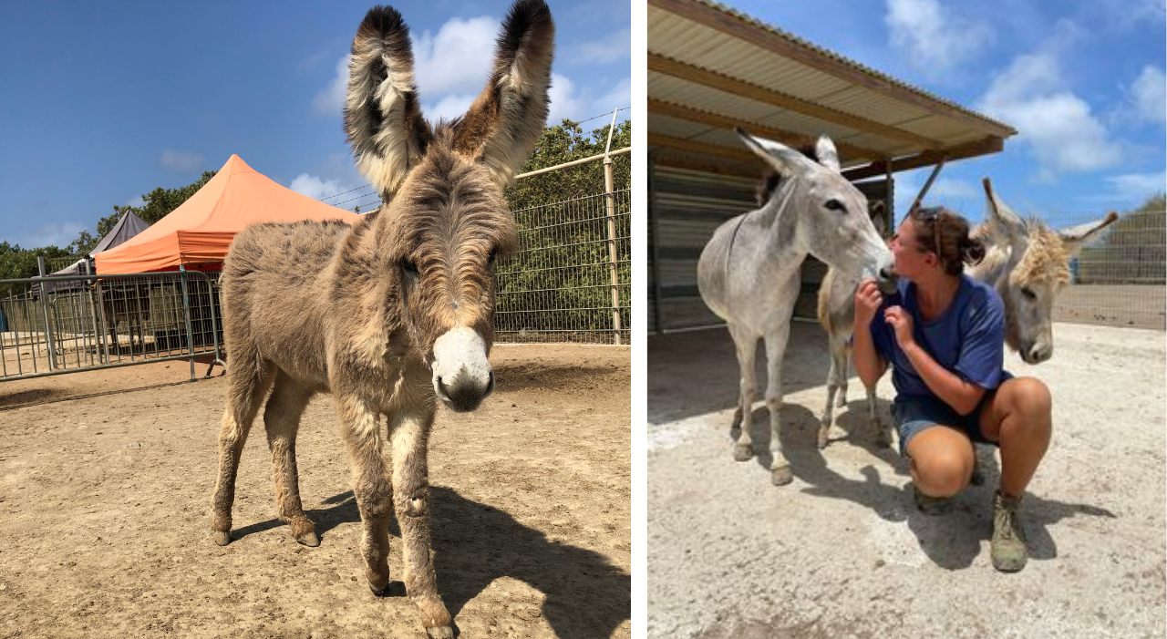 Thumbnail voor Marina Melis van Donkey Sanctuary Bonaire: We doen het uit liefde voor de ezels