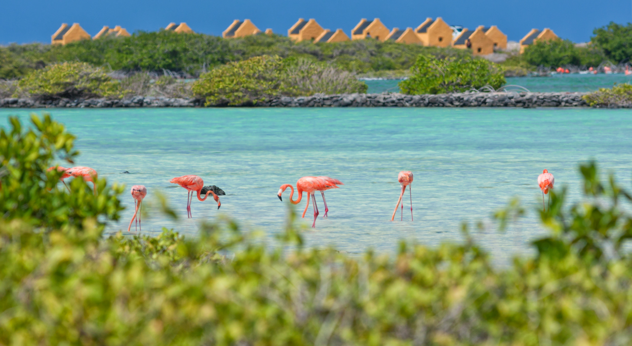 Thumbnail voor Corendon komende winter naar Bonaire: ‘Caribische parel met voor elk wat wils’