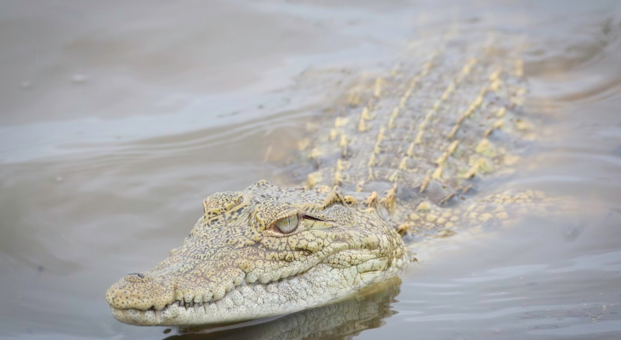 Thumbnail voor Bonaire in de ban van een krokodil