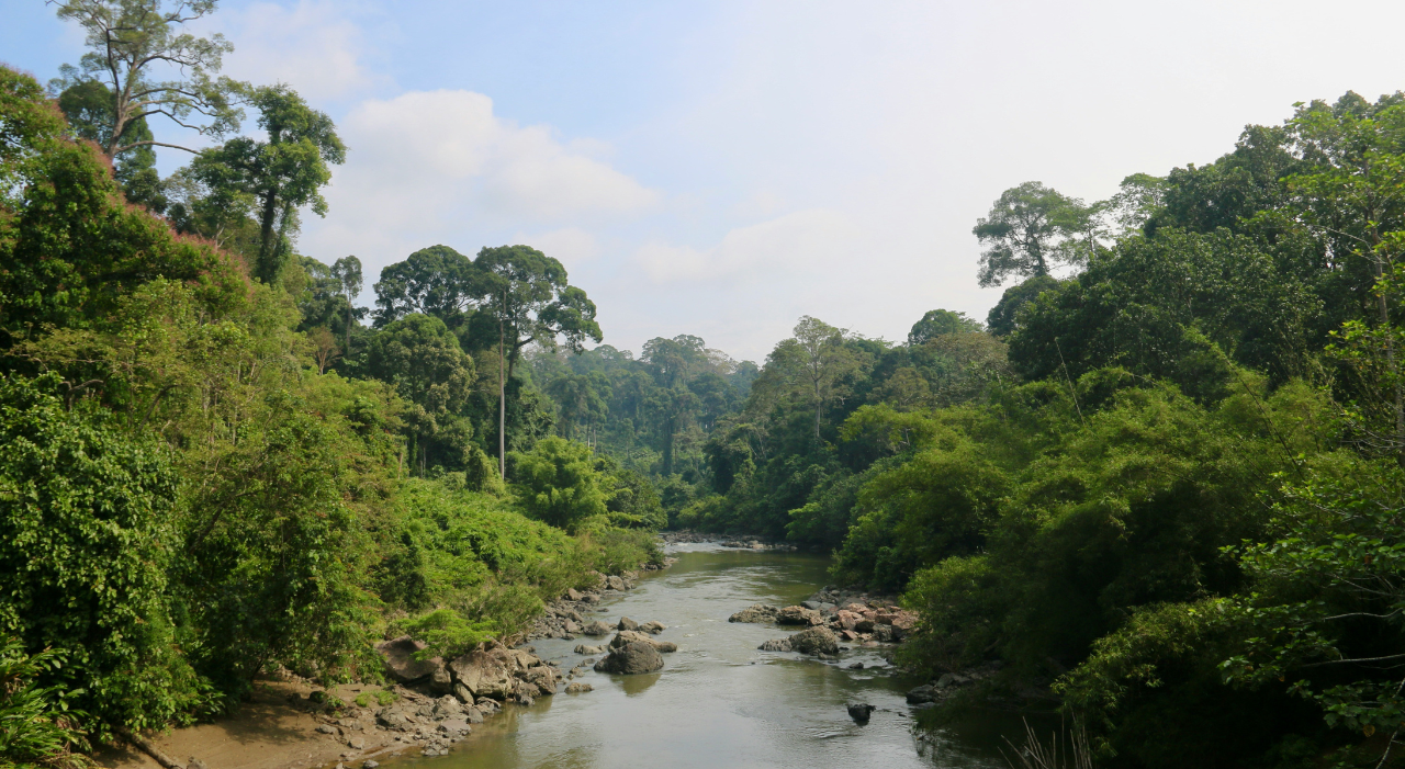 Thumbnail voor TUI Care Foundation breidt TUI Forest in Peru uit en start nieuw project in Borneo