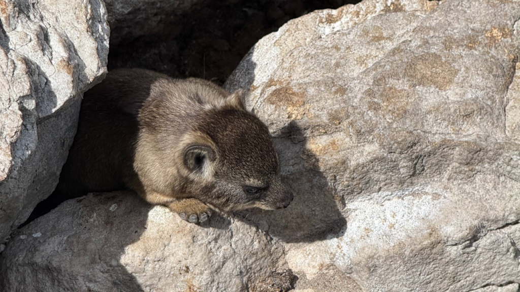 Zuid Afrika (c) Eric Vrijsen - 1280