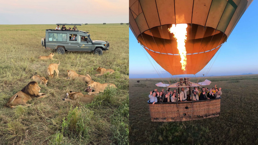 Leeuwen + ballonvaart tijdens studiereis Tanzania